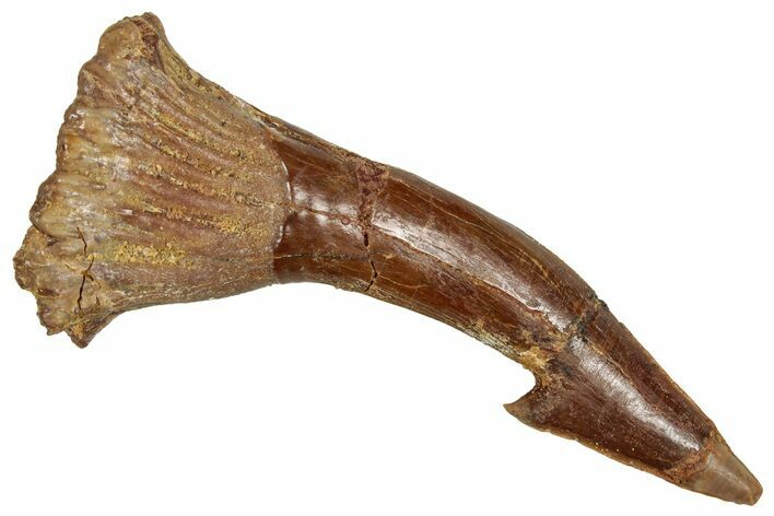 Fossil Sawfish (Onchopristis) Rostral Barb - Morocco #351679